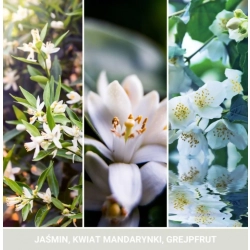 Yankee Candle MIDNIGHT JASMINE Uzupełniacz do odświeżacza elektrycznego